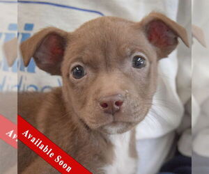 Chiweenie Dogs for adoption in Huntley, IL, USA