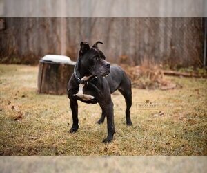 American Staffordshire Terrier-Unknown Mix Dogs for adoption in Battle Creek, MI, USA