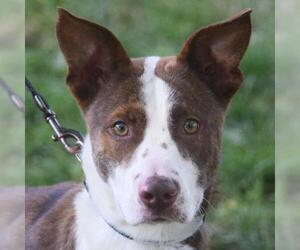 Border Collie-Collie Mix Dogs for adoption in Huntley, IL, USA