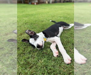 American Pit Bull Terrier-Unknown Mix Dogs for adoption in Oklahoma City, OK, USA