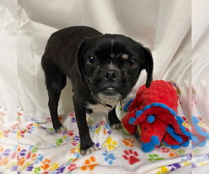 Pug Dogs for adoption in Modesto, CA, USA