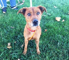Mutt Dogs for adoption in Amherst, OH, USA