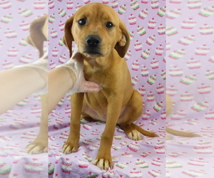 Labloodhound Dogs for adoption in Morton Grove, IL, USA
