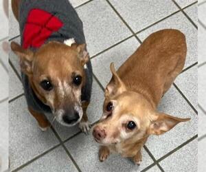 Chihuahua Dogs for adoption in Canfield, OH, USA