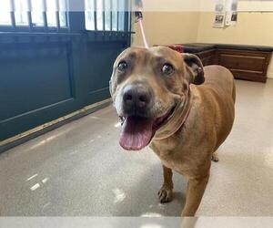 American Pit Bull Terrier Dogs for adoption in Pasadena, CA, USA