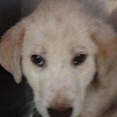 Great Pyrenees Dogs for adoption in Austin, TX, USA
