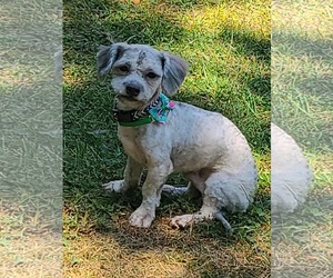 ShihPoo Dogs for adoption in Rustburg, VA, USA