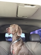 Weimaraner Dogs for adoption in Burleson, TX, USA