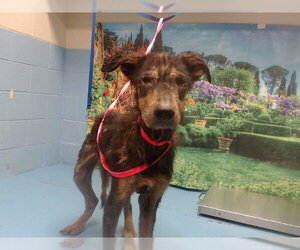 Doberman Pinscher-Unknown Mix Dogs for adoption in Moreno Valley, CA, USA