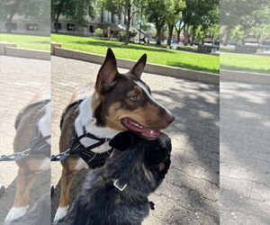 Mutt Dogs for adoption in Chandler, AZ, USA