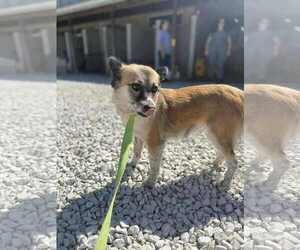 Chihuahua-Unknown Mix Dogs for adoption in Westwood, NJ, USA