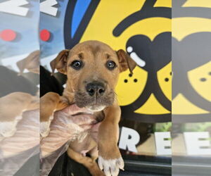 Mutt Dogs for adoption in Candler, NC, USA
