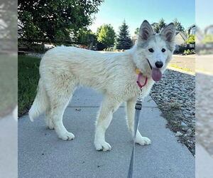 Siberian Husky Dogs for adoption in Omaha, NE, USA