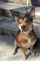 Medium Photo #1 Mutt Puppy For Sale in CRESCENT CITY, FL, USA