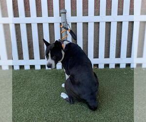 Border Collie-Unknown Mix Dogs for adoption in Modesto, CA, USA