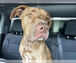 Labrador Retriever-Unknown Mix Dogs for adoption in Grand Prairie, TX, USA