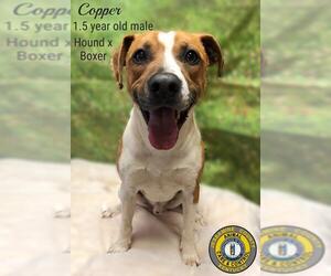 Bogle Dogs for adoption in Nicholasville, KY, USA
