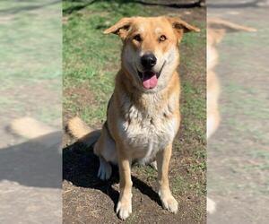 German Shepherd Dog-Unknown Mix Dogs for adoption in Riverside, CA, USA