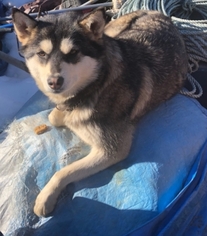 Alaskan Husky-Unknown Mix Dogs for adoption in Juneau, AK, USA