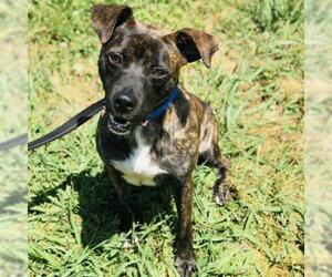 Plott Hound Dogs for adoption in Cumming, GA, USA