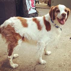 Brittany Dogs for adoption in Salt Lake City, UT, USA
