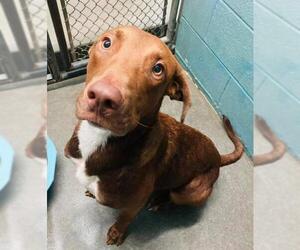 Labrador Retriever Dogs for adoption in Clarkesville, GA, USA