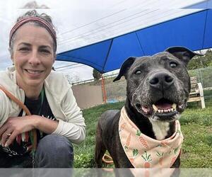 American Pit Bull Terrier Dogs for adoption in Louisville, KY, USA