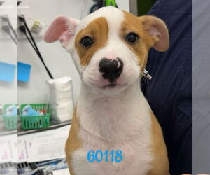 Mutt Dogs for adoption in Chico, CA, USA