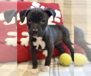 American Bulldog-Labrador Retriever Mix Dogs for adoption in Tarrytown, GA, USA