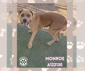 Boxer-Unknown Mix Dogs for adoption in HESPERIA, CA, USA