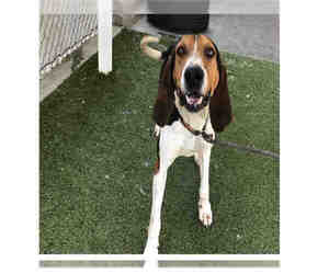 Treeing Walker Coonhound Dogs for adoption in Salt Lake City, UT, USA