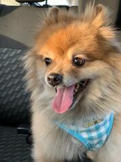 Pomeranian Dogs for adoption in Tenafly, NJ, USA