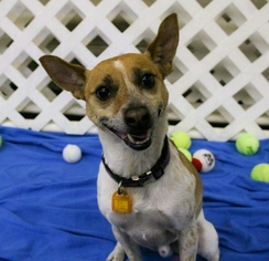 Jack-Rat Terrier Dogs for adoption in Mukwonago, WI, USA