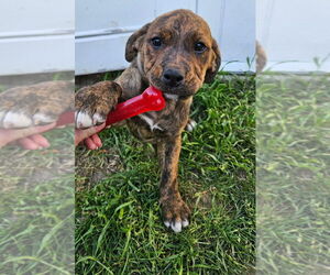 Labrottie Dogs for adoption in Bellingham, WA, USA