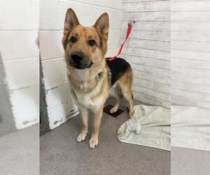German Shepherd Dog Dogs for adoption in San Bernardino, CA, USA