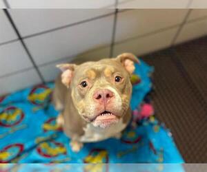 American Pit Bull Terrier-Unknown Mix Dogs for adoption in Fort Wayne, IN, USA