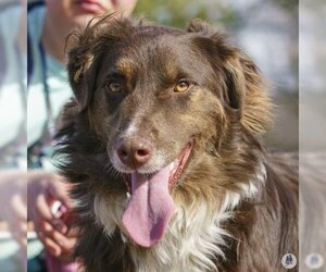 Border-Aussie Dogs for adoption in Ann Arbor, MI, USA