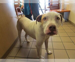 American Pit Bull Terrier-Unknown Mix Dogs for adoption in Ocala, FL, USA