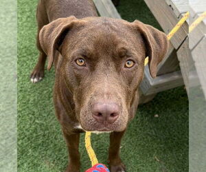 Chocolate Labrador retriever-Unknown Mix Dogs for adoption in Canton, CT, USA