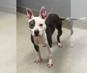 American Pit Bull Terrier-Unknown Mix Dogs for adoption in Las Vegas, NV, USA