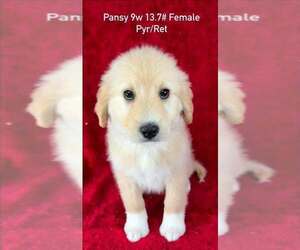 Great Pyrenees-Retriever  Mix Dogs for adoption in Brewster, NY, USA
