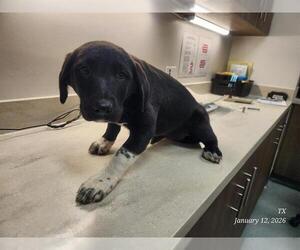 Labrador Retriever Dogs for adoption in Baytown, TX, USA