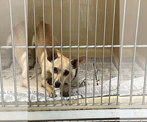 Rat-Cha Dogs for adoption in New Orleans, LA, USA