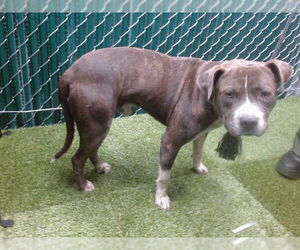 American Pit Bull Terrier Dogs for adoption in Downey, CA, USA