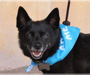 Schipperke-Unknown Mix Dogs for adoption in Albuquerque, NM, USA