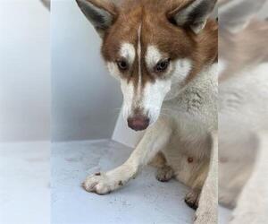 Siberian Husky-Unknown Mix Dogs for adoption in Houston, TX, USA