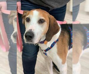 Coonhound Dogs for adoption in Orleans, VT, USA