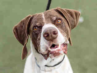 German Shorthaired Pointer Dogs for adoption in Martinez, CA, USA
