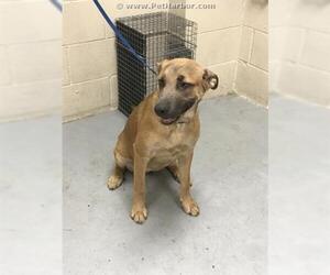 Medium Photo #1 German Shepherd Dog Puppy For Sale in Conroe, TX, USA