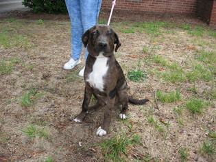 German Shorthaired Lab Dogs for adoption in Concord, NC, USA